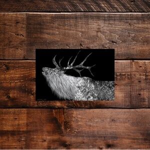 Black and White Elk Art Print